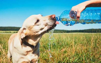 Cuidados com os pets no verão