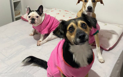Frente fria pode ser prejudicial à saúde dos pets