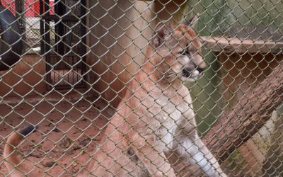 A efetividade da homeopatia no tratamento de animais silvestres é tema de palestra para acadêmicos da UFMS