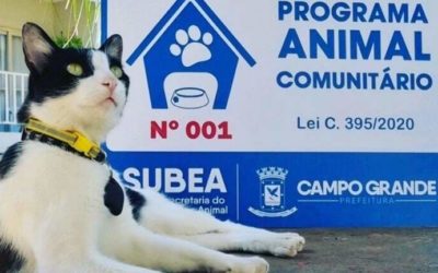 Pioneiro em MS, programa garante proteção a quase 200 animais de rua
