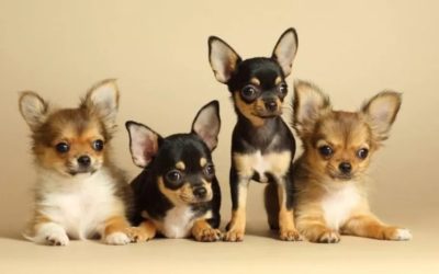 Qual a expectativa de vida de 19 raças de cães