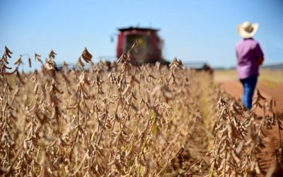 Atividades de apoio à agricultura e pecuária registram 45,3% dos novos empregos do setor