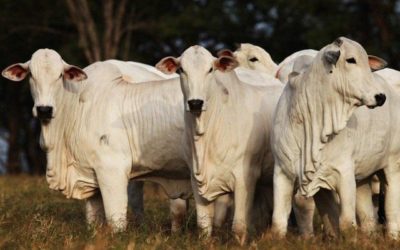 Preços do boi gordo ainda sobem em meio a cenário de transição de safra