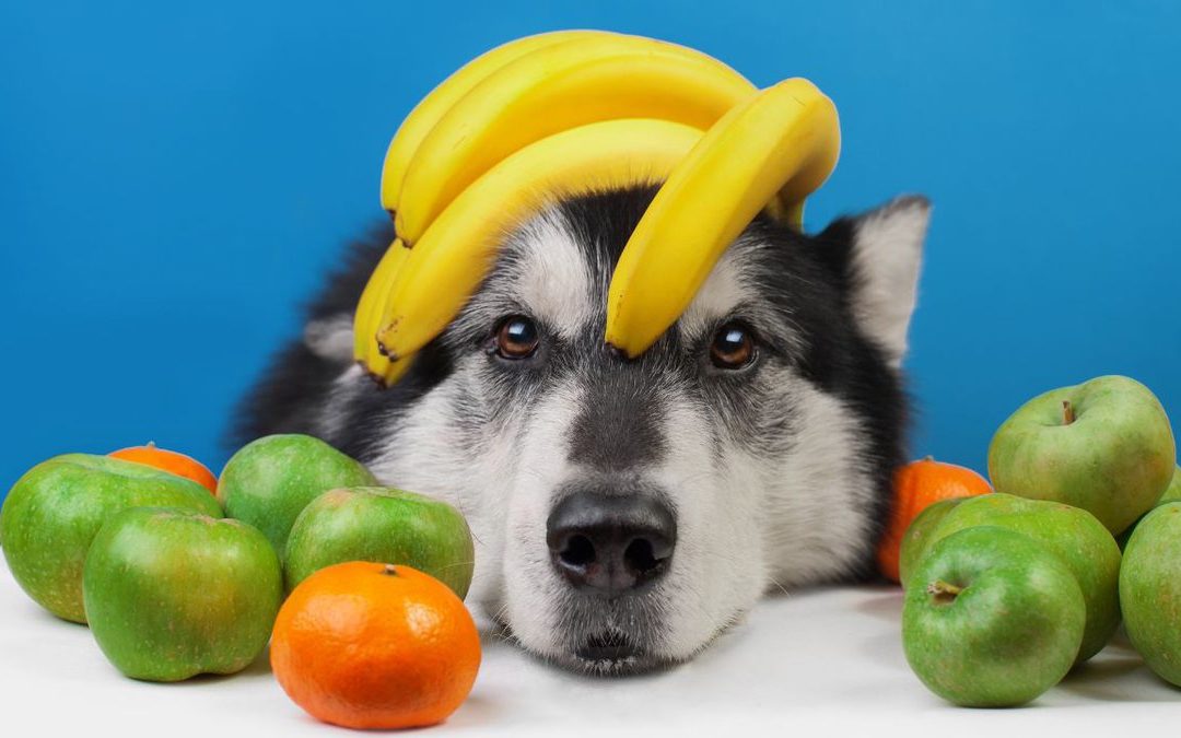 Cuidado! Conheça as frutas proibidas e permitidas para cachorros