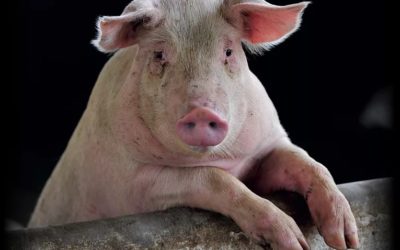 Projeto prevê selo obrigatório de bem-estar animal em carnes na Alemanha