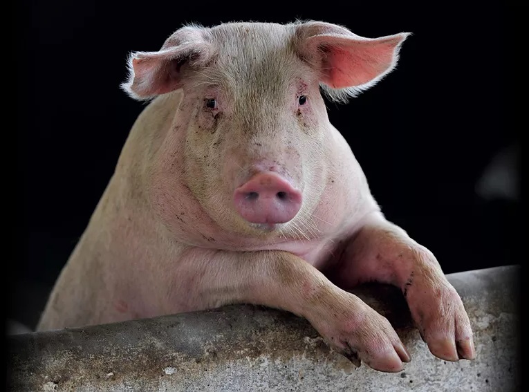 Projeto prevê selo obrigatório de bem-estar animal em carnes na Alemanha