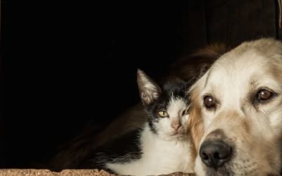 Setor de pet shop cresce 316% em seis anos, mostra pesquisa