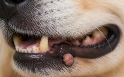 Verrugas em cães: quando o papiloma deixa de ser apenas um problema estético?