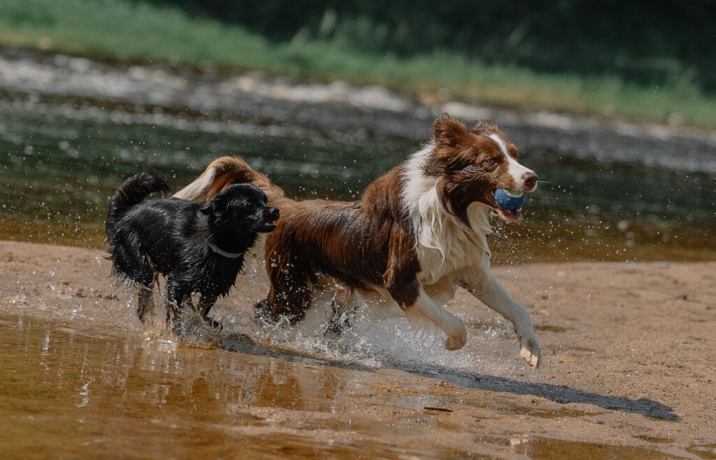cachorro brincando na agua